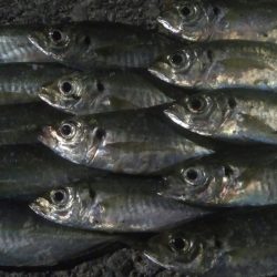 釣りデビュー 44日目