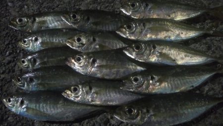 釣りデビュー　44日目