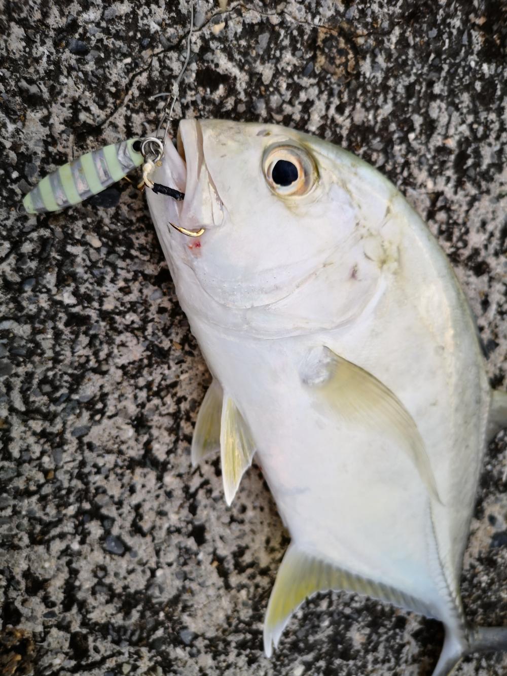 沖縄でも寒いです 沖縄 ショアジギング メッキ 陸っぱり 釣り 魚釣り 釣果情報サイト カンパリ