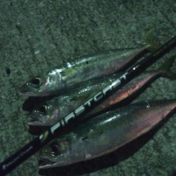 釣りデビュー 46日目