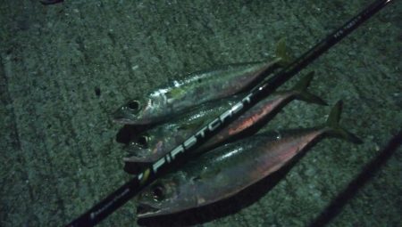 釣りデビュー 46日目