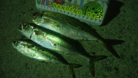 釣りデビュー　47日目