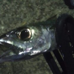 釣りデビュー　48日目