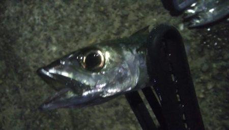 釣りデビュー　48日目