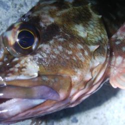 釣りデビュー　49日目