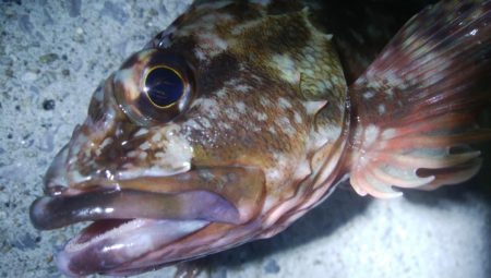 釣りデビュー　49日目