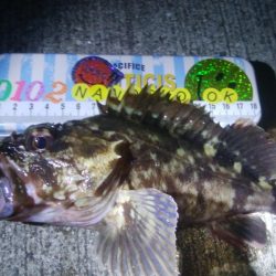 釣りデビュー　52日目