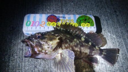 釣りデビュー　52日目