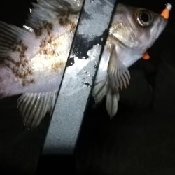 短時間メバリング