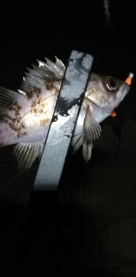 短時間メバリング