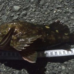 釣りデビュー　53日目