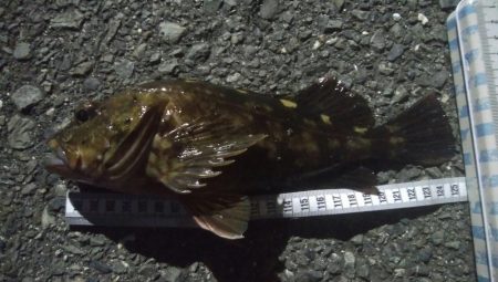 釣りデビュー　53日目