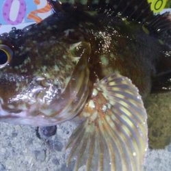 釣りデビュー 57日目