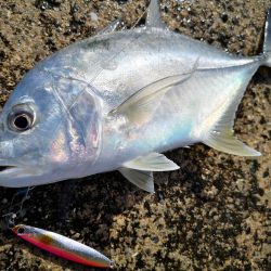 日中でも釣れました