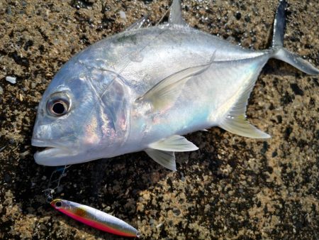 日中でも釣れました