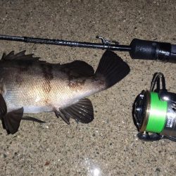 雨のメバリング釣行