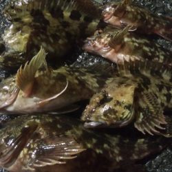 釣りデビュー　58日目