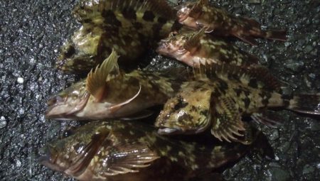 釣りデビュー　58日目