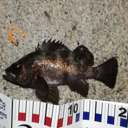 メバルで夜遊び