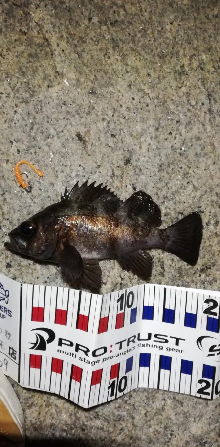 メバルで夜遊び