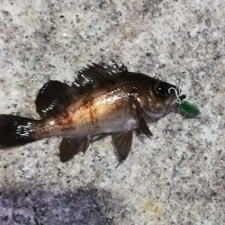 ルアーでメバル