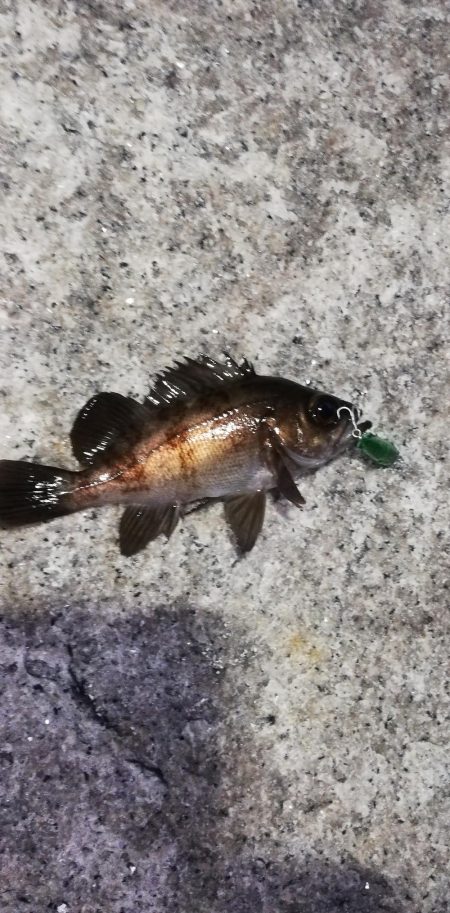 ルアーでメバル