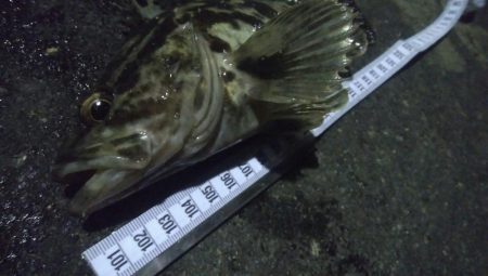 釣りデビュー　59日目