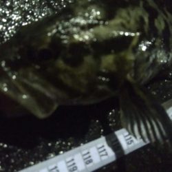 釣りデビュー　60日目