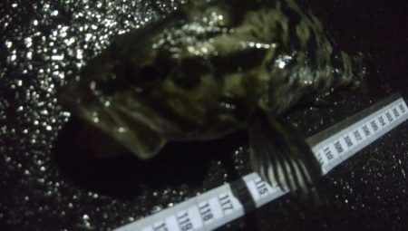 釣りデビュー　60日目