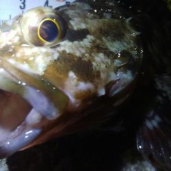 釣りデビュー　61日目