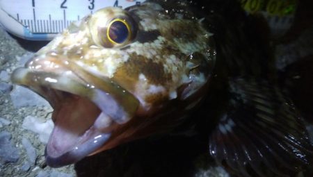 釣りデビュー　61日目