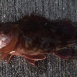 釣りデビュー　62日目