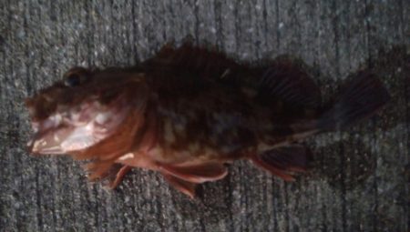 釣りデビュー　62日目