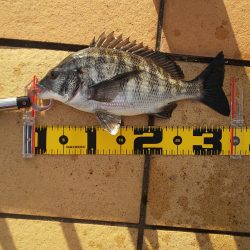 複数枚 ～さざなみ公園～