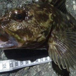 釣りデビュー 63日目