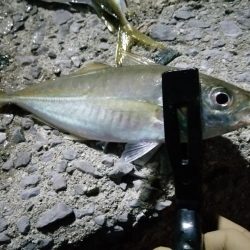 アジに会えました