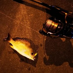 夫婦でナイター