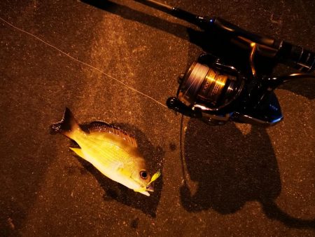 夫婦でナイター