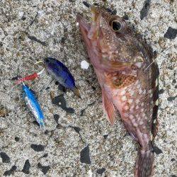 エギングのちライトショアジギング