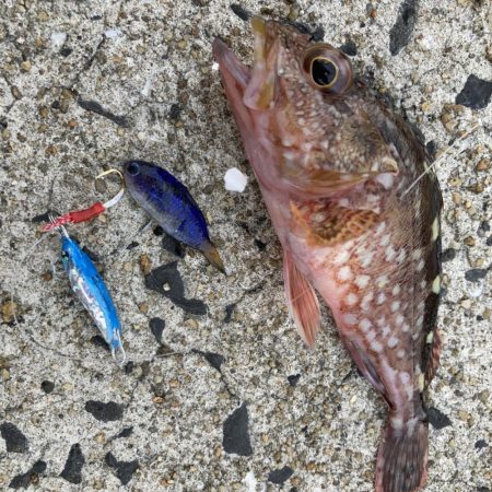 エギングのちライトショアジギング