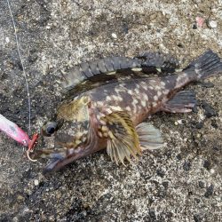 青物キャスティングのちアラカブ釣り