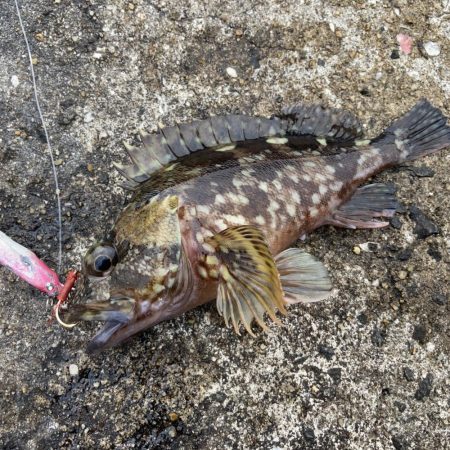 青物キャスティングのちアラカブ釣り