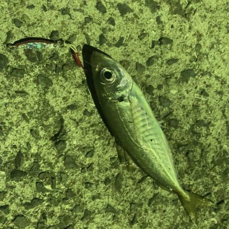 青物はノーフィッシュでした。