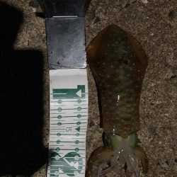 グラドロ　RIDE ON！