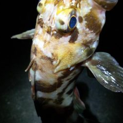 寒波後のガシラ