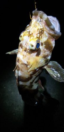 寒波後のガシラ