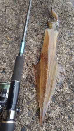 やっとやり～❓