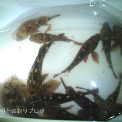 カサゴ沢山!