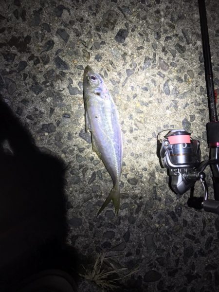 ショアジギングで青物。アジングでアジ