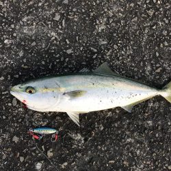 ジグパラスロー